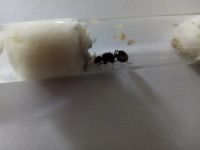 Лот: 17637261. Фото: 2. Матка муравья жнеца с расплодом. Животные и уход