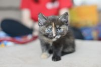 Лот: 18968485. Фото: 3. Котёнок на удачу. Растения и животные