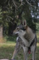 Лот: 20843518. Фото: 3. Щенки чехословацкий влчак. Растения и животные