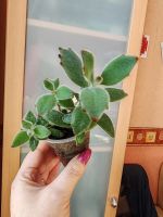 Лот: 19330695. Фото: 2. Каланхоэ войлочное tomentosa. Комнатные растения и уход