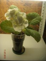 Лот: 5805160. Фото: 3. Глоксиния белая махровая (цветёт... Растения и животные