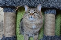 Лот: 16383725. Фото: 2. Отдам красивую кошку. Животные и уход