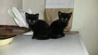 Лот: 8212308. Фото: 2. Отдам котят.Черные мальчик и девочка. Животные и уход