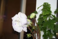 Лот: 4136035. Фото: 2. Глоксиния (зацветает!). Комнатные растения и уход