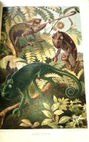Лот: 18805274. Фото: 16. Брэм А.Э. Жизнь животных. 3 тома...
