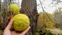 Лот: 12088647. Фото: 3. Продам плоды Крымской маклюры... Красота и здоровье
