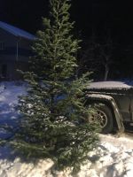 Лот: 12708573. Фото: 6. Живая новогодняя елка / ель...