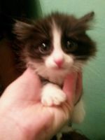 Лот: 12960030. Фото: 2. Брошенные котята срочно ищут дом... Животные и уход