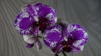 Лот: 6183708. Фото: 7. Орхидея цветет, цветок 10смх9см...