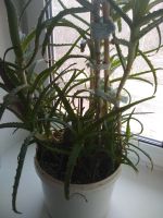 Лот: 18797327. Фото: 3. Алоэ цветок 5 лет. Растения и животные