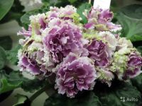 Лот: 6269295. Фото: 3. Фиалки 3 детки одним лотом. Растения и животные