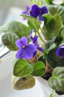 Лот: 16202774. Фото: 3. фиалка фиолетовая бурно-цветущая. Растения и животные