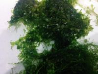 Лот: 8469678. Фото: 3. Набор из 9 видов неприхотливых... Растения и животные