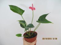 Лот: 6331439. Фото: 2. антуриум Pink. Комнатные растения и уход
