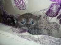 Лот: 10918043. Фото: 2. Британцы. Животные и уход
