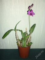Лот: 2827041. Фото: 2. Орхидеф Дендробиум. Комнатные растения и уход
