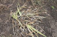 Лот: 7358467. Фото: 2. ирис голубой. Семена, рассада, садовые растения