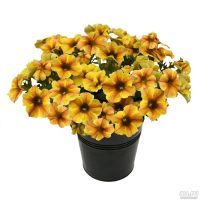 Лот: 13566348. Фото: 3. Вегетативная петуния Новинка Pethoa... Для дачи, дома, огорода, бани, парка