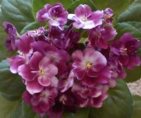Лот: 2024469. Фото: 3. Фиалка Mac's Southern Springtime... Растения и животные