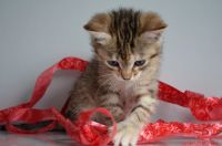 Лот: 3507486. Фото: 2. Котята-девочки, 2 месяца. Животные и уход