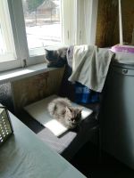 Лот: 25317241. Фото: 7. Котята