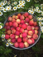 Лот: 16485020. Фото: 4. Наивкуснейшие ранетки "Красноярский...