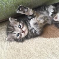 Лот: 8962466. Фото: 2. Котенок шотландский мальчик. Животные и уход