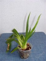 Лот: 1167003. Фото: 2. орхидея Wilsonara fortissimo. Комнатные растения и уход