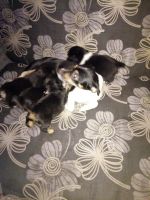 Лот: 10705328. Фото: 4. Щенки от маленькой собаки. Красноярск