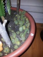 Лот: 9273586. Фото: 2. Маммилярия полифера. Комнатные растения и уход