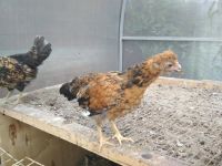 Лот: 9835589. Фото: 6. цыплята помесные