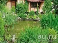 Лот: 9743127. Фото: 3. Аир болотный (Acorus calamus). Для дачи, дома, огорода, бани, парка