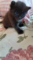 Лот: 22517588. Фото: 2. Котят. Животные и уход