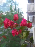 Лот: 10421796. Фото: 2. Бугенвиллия вишнево-красно-малиновая... Комнатные растения и уход