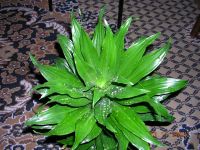 Лот: 1300146. Фото: 3. Драцена душистая или Dracaena... Растения и животные