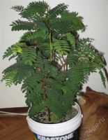 Лот: 1767927. Фото: 2. Тамаринд индийский. Изящное плодовое... Комнатные растения и уход