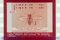 Лот: 5834407. Фото: 6. диафильм по генетике 1975 год...