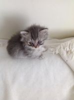 Лот: 7178196. Фото: 5. Породистый мальчик-шотландец ищет...