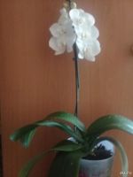 Лот: 9086123. Фото: 3. орхидея фаленопсис/. Растения и животные