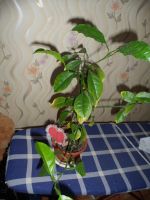 Лот: 5424086. Фото: 2. лимон. Комнатные растения и уход