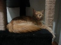 Лот: 11473816. Фото: 6. Котята мейн-кун