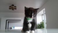 Лот: 10266077. Фото: 2. Очаровательный котёнок! Мальчик... Животные и уход