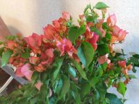 Лот: 7728633. Фото: 4. Сортовая бугенвиллея,бугенвиллия... Красноярск
