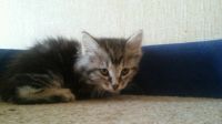 Лот: 10375059. Фото: 3. Котята курильского бобтейла. Растения и животные
