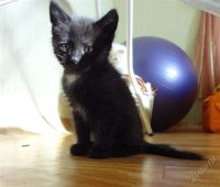 Лот: 1887934. Фото: 3. Котята разные окрасы, отдаются... Растения и животные