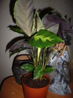Лот: 4848474. Фото: 2. Калатея. торги только один день. Комнатные растения и уход