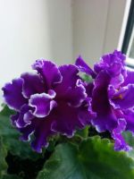 Лот: 12052604. Фото: 3. Фиалка Shimmering Sunshine (B... Растения и животные
