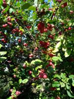 Лот: 14793818. Фото: 3. Натуральный выжатый сок из ранетки... Красноярск