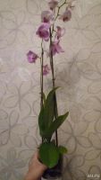 Лот: 8409830. Фото: 5. орхидея фаленопсис F18
