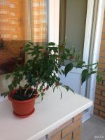 Лот: 8120790. Фото: 6. Замечательный декоративный перчик
